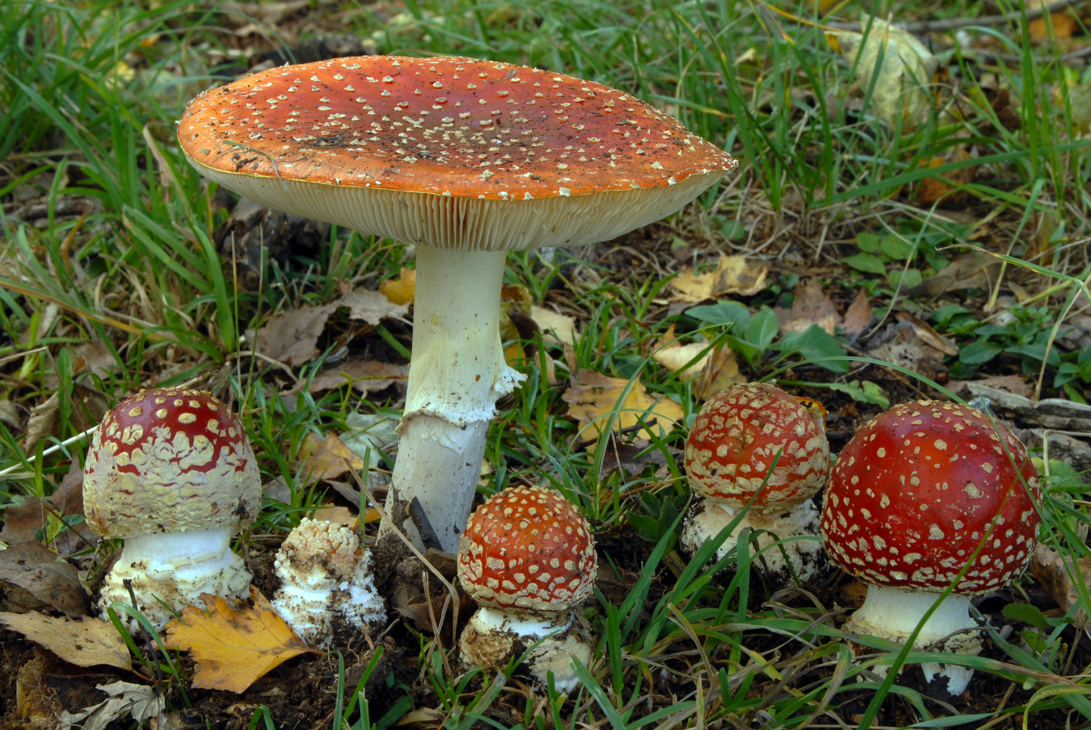 Foto Amanita muscaria